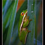 Green Tree Frog o7-1