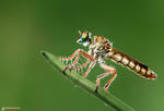 Robber Fly by Hussain-AlMousa