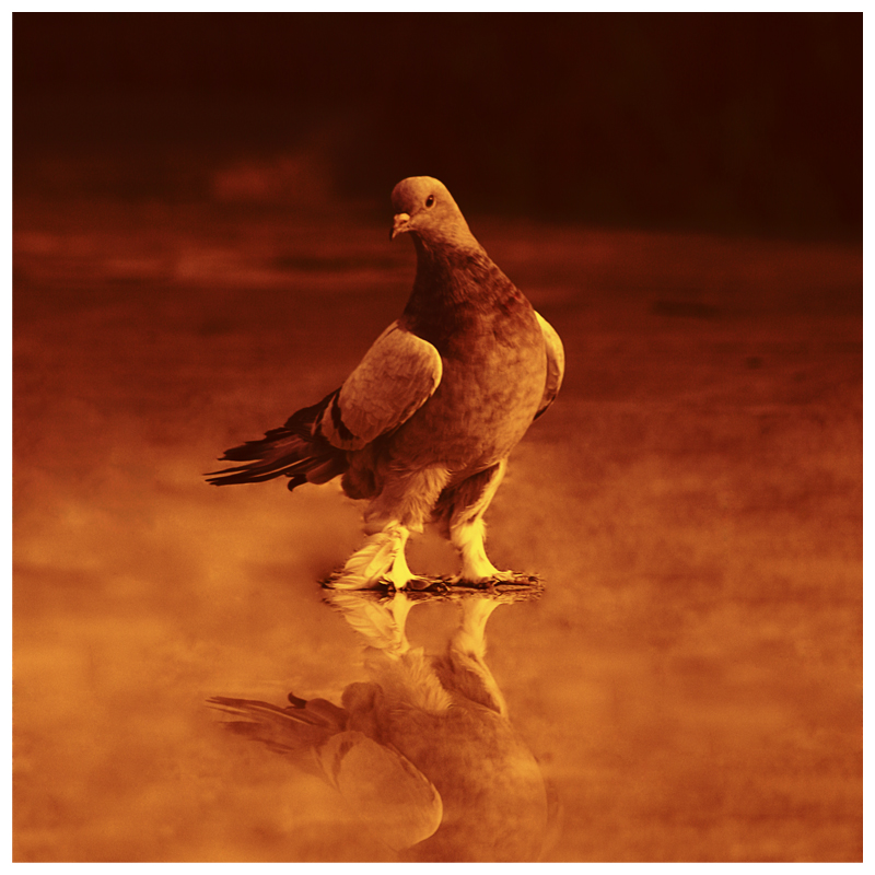 Freedom in Limits IV by virtud
