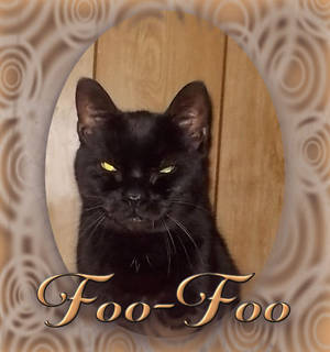 Foo-Foo portrait 1