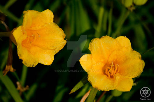 A Pair of Yellow Flora