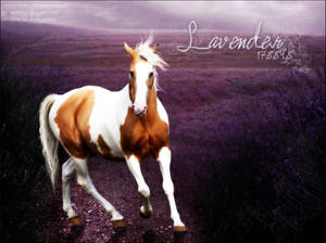 Lavender