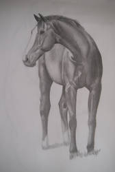 A Warmblood