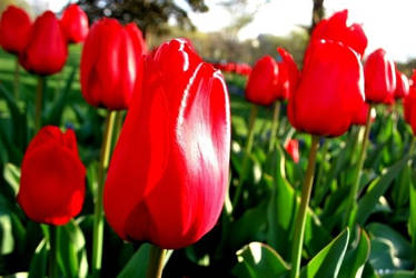 Tulips are Red