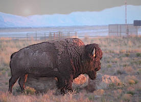 bisonOntheBeach-Yakare(byhereAndhere)