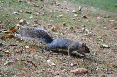 Squirrel 02