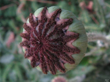 Oriental Poppy