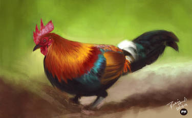 colorful cock