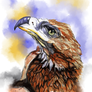Wedgetailed Eagle Australian Bird