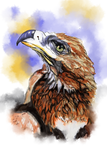 Wedgetailed Eagle Australian Bird by LorraineKelly