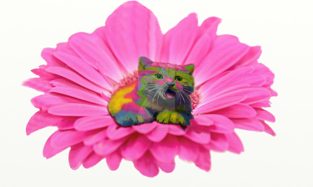 Colorful Kitty on Pink Daisy Flower