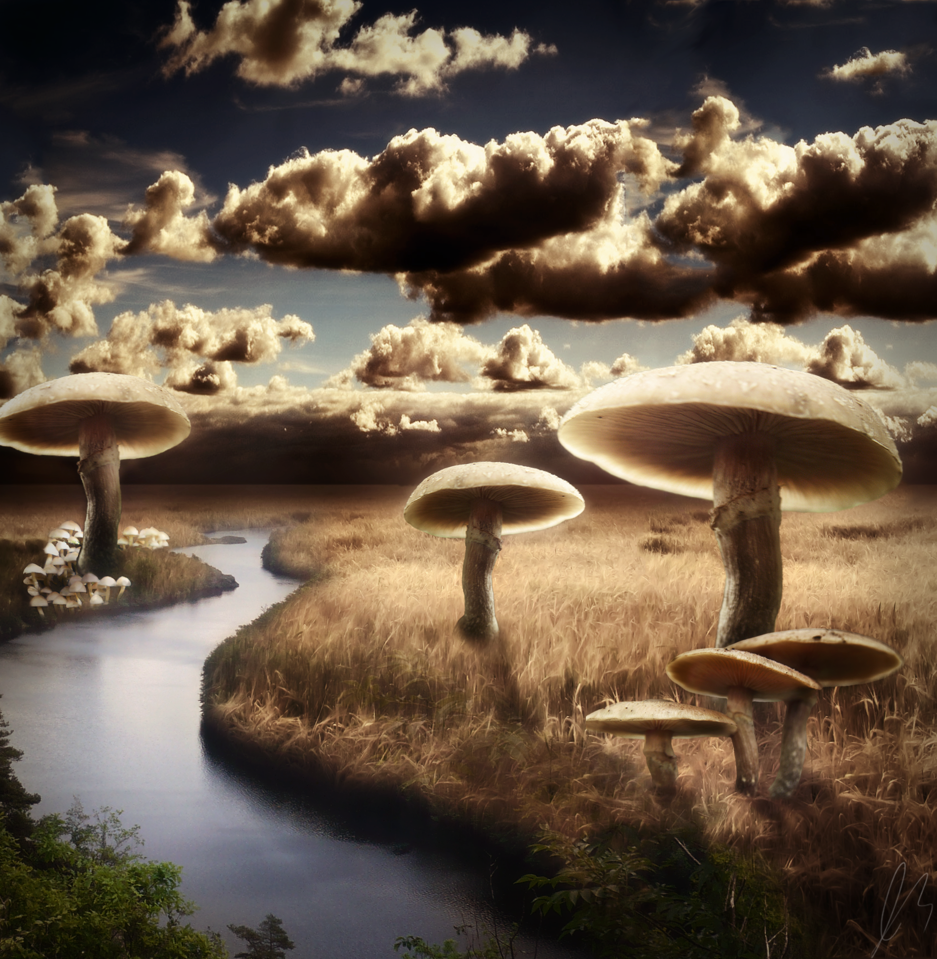 Mushroom Valley