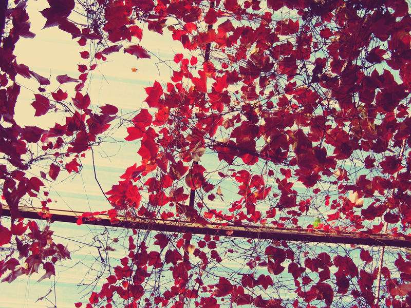 _leaves