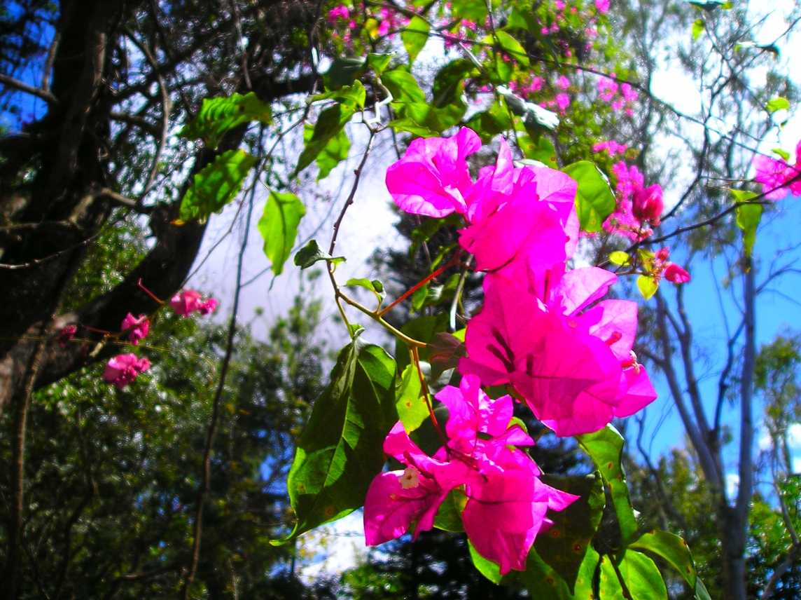 Hanging Flowers