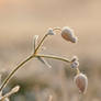 Silene Givre