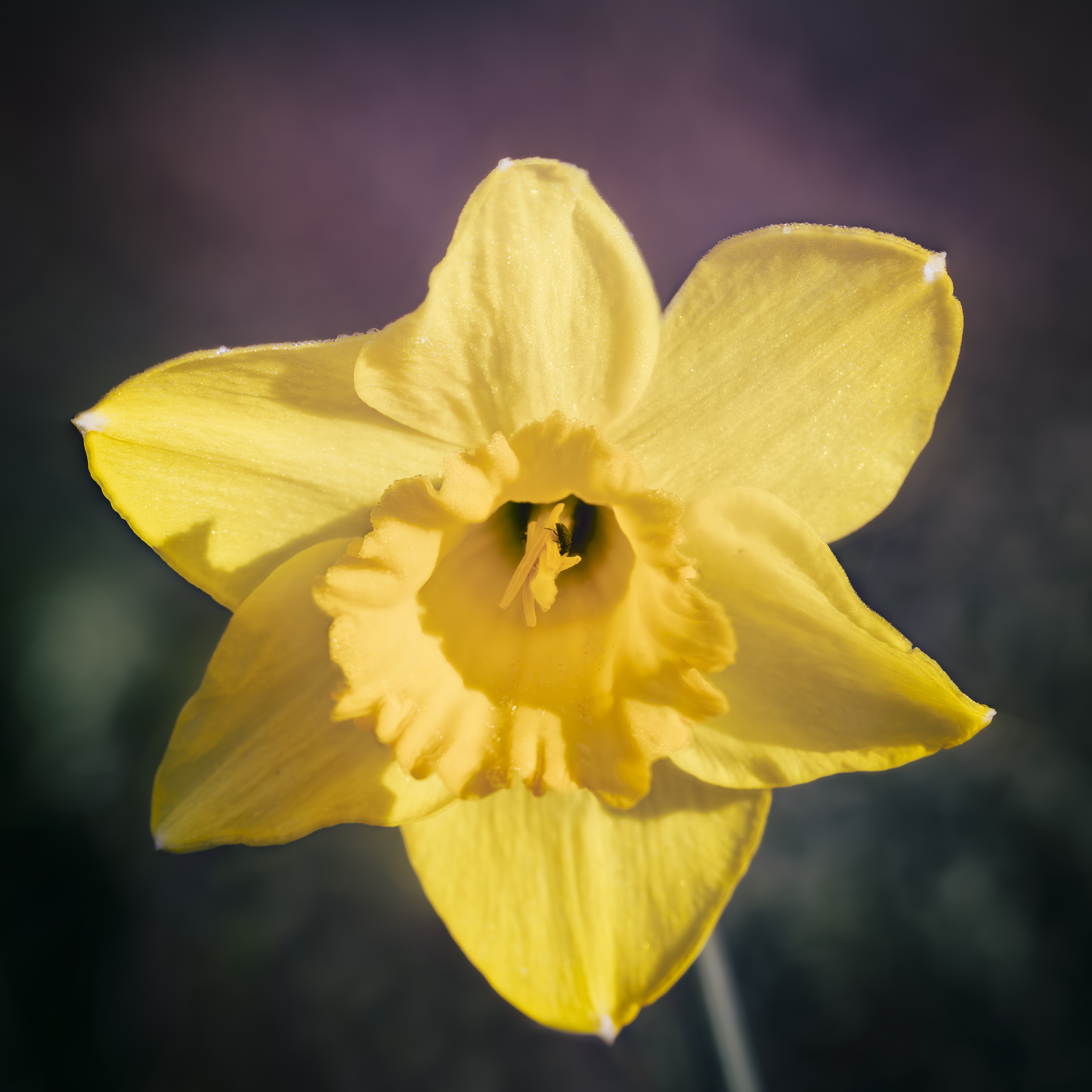 Jonquille By Dreampaint68 On Deviantart Jonquille By Dreampaint68 On Deviantart