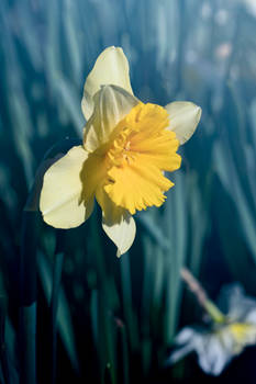 Explore The Best Jonquille Art Deviantart Explore The Best Jonquille Art Deviantart