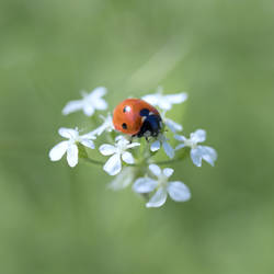 Coccinelle