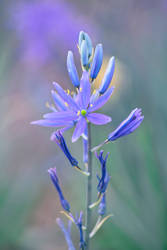 Camassia quamash