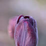 Tulipe Prune