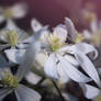 Clematite flammette