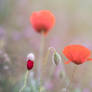 Coquelicots
