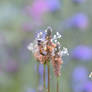 Abeille sur vulpin