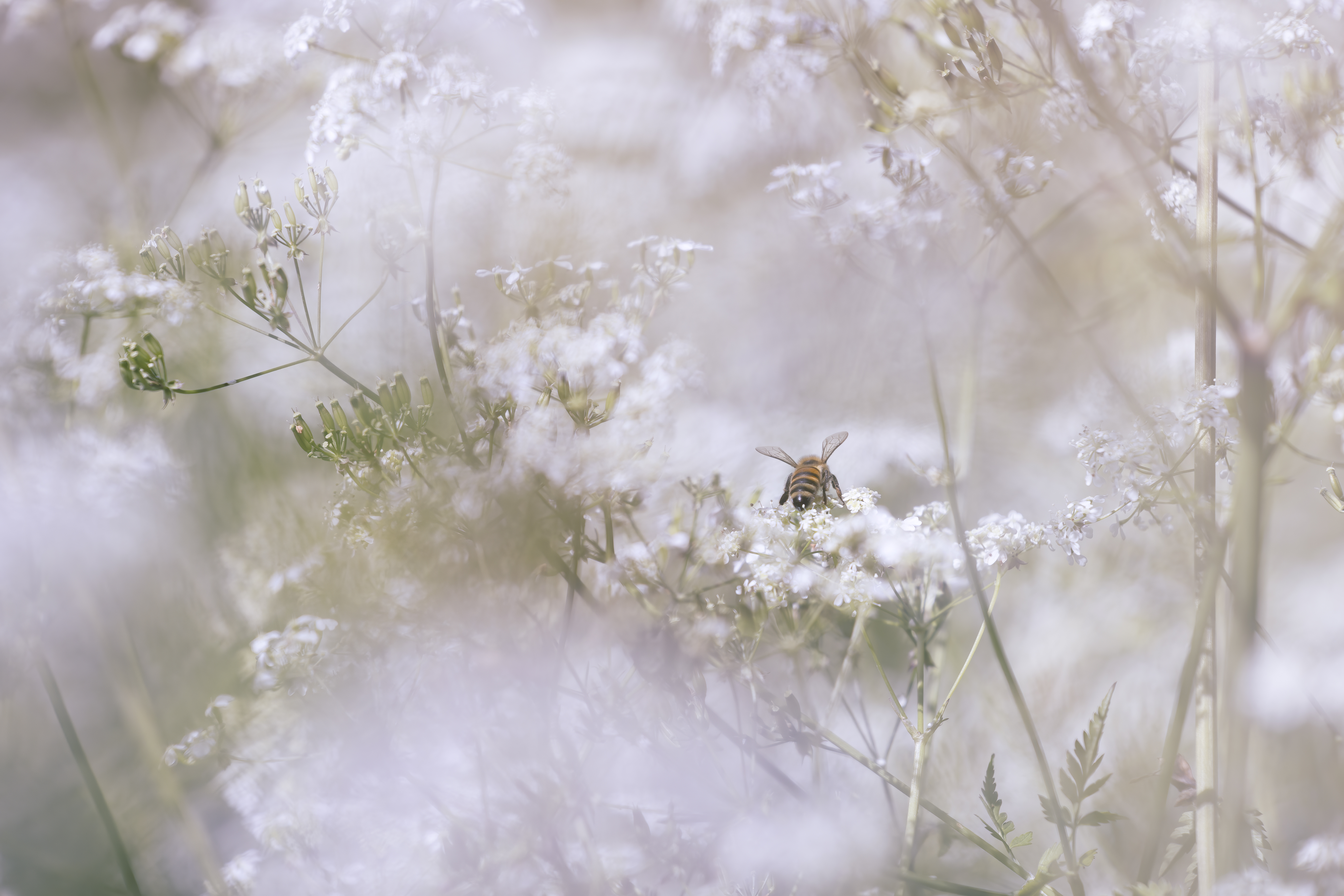 Abeille