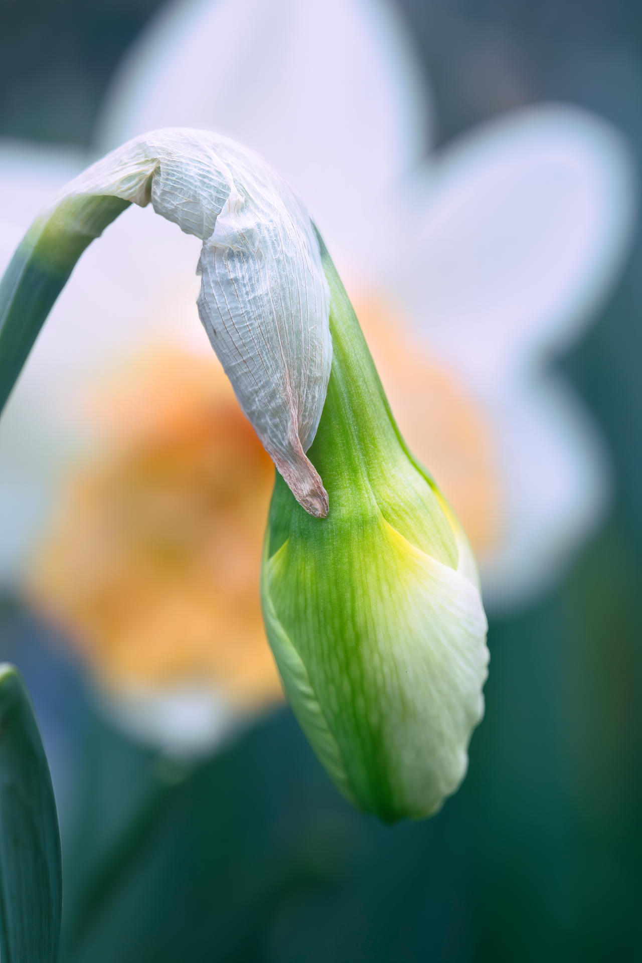 Jonquille By Dreampaint68 On Deviantart Jonquille By Dreampaint68 On Deviantart