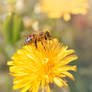 Abeille