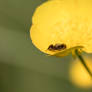 Araignee Sur Bouton D'or