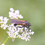 big fly