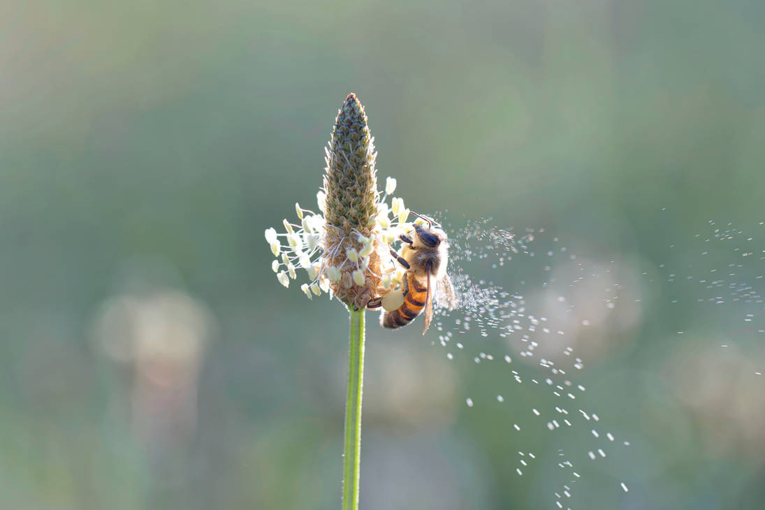 Abeille et pollenisation