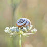 Escargot Sur Fleur De Carotte