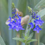 Veronica Orsiniana