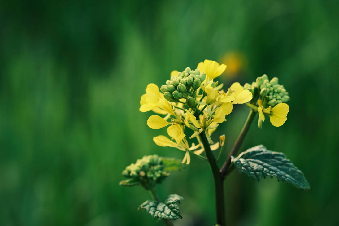 Moutarde Des Champs by Dreampaint68 on DeviantArt Moutarde Des Champs by Dreampaint68 on DeviantArt