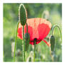 Coquelicot