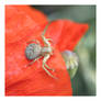 Araignee Crabe