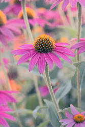 Echinacea Sundown 23