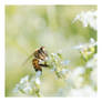 Abeille