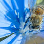Abeille