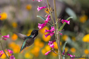 Costa's Hummingbird by adanielescu