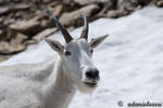 Portrait of a Mountain Goat by adanielescu