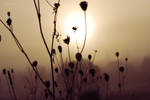 Fog's Field4. by BrittanyJanet