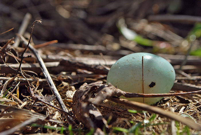 Robin's Egg.