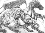Dragon Anatomy Study by Fuulikoo