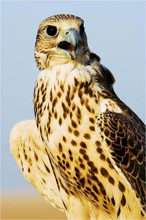 Arabian Falcon II by waleed-DP on DeviantArt