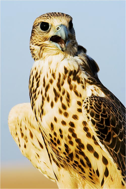 Arabian Falcon II by waleed-DP on DeviantArt Arabian Falcon II by waleed-DP on DeviantArt