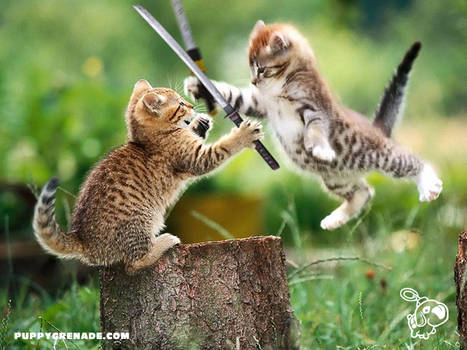 Katana Kittens: Honor Battle