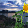 Danube sunflower